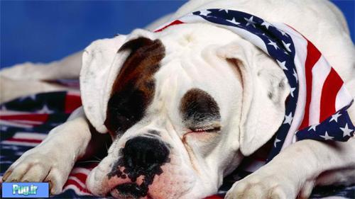 جای خواب سگ و گربه طرح سوفا sofa فرپلاست ایتالیا