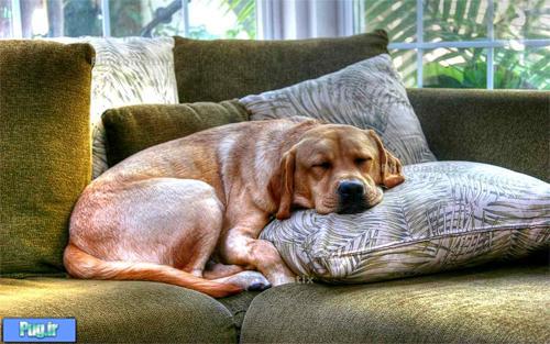 جای خواب سگ و گربه طرح سوفا sofa فرپلاست ایتالیا