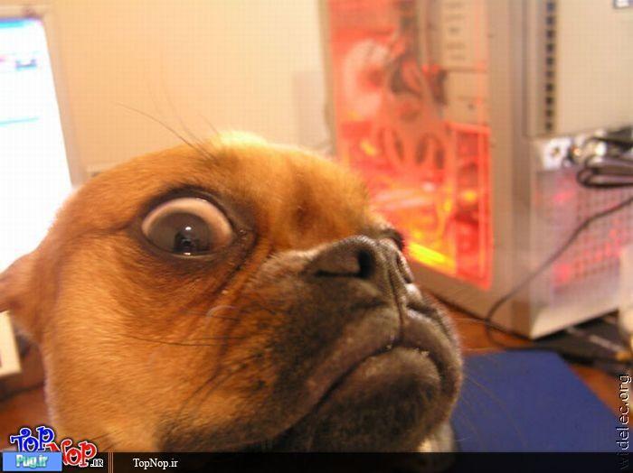 مکمل دارویی برای رشد عضلات و استحکام مفاصل سگهای 