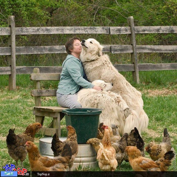 مکمل دارویی برای رشد عضلات و استحکام مفاصل سگهای 