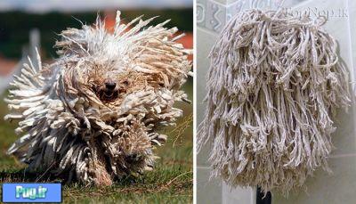 شباهت سگ ها به ...............