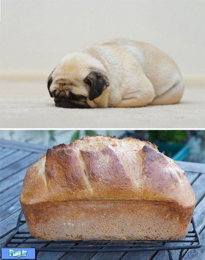 شباهت سگ ها به ...............