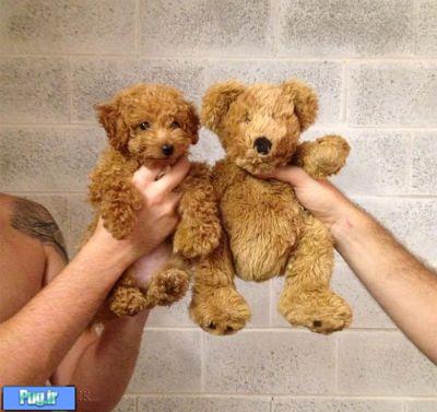 شباهت سگ ها به ...............