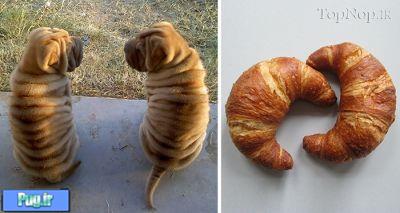 شباهت سگ ها به ...............