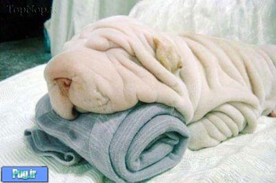 شباهت سگ ها به ...............