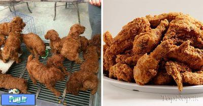 شباهت سگ ها به ...............