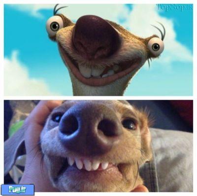 شباهت سگ ها به ...............