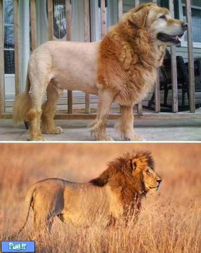 شباهت سگ ها به ...............