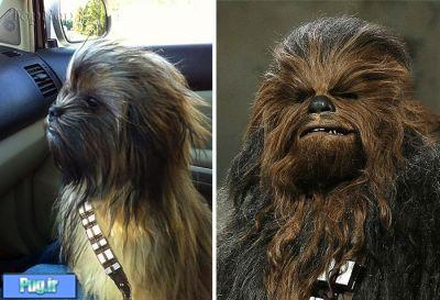 شباهت سگ ها به ...............