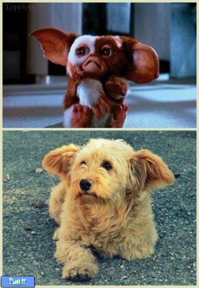 شباهت سگ ها به ...............