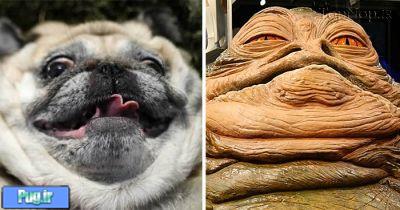 شباهت سگ ها به ...............