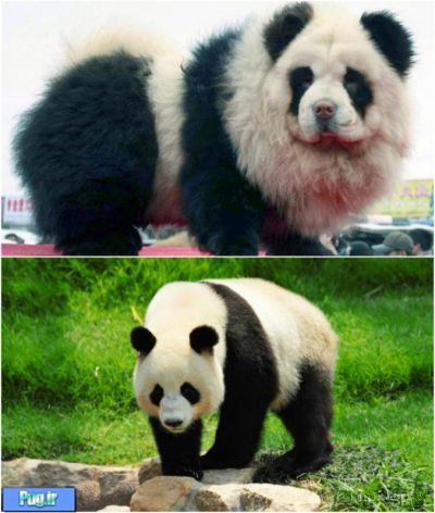 شباهت سگ ها به ...............