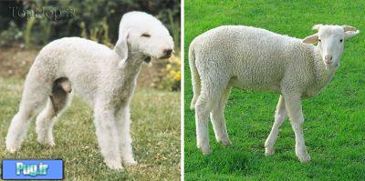 شباهت سگ ها به ...............