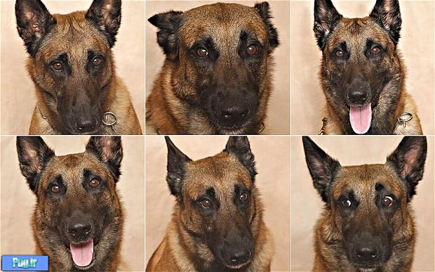 ظرف اب و غذای Super nova 280 ضد مورچه برای سگ و گربه های ظرف اب و غذای Super nova 280 ضد مورچه برای سگ و گربه های