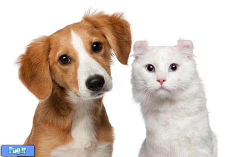 ظرف اب و غذای Super nova 280 ضد مورچه برای سگ و گربه های ظرف اب و غذای Super nova 280 ضد مورچه برای سگ و گربه های