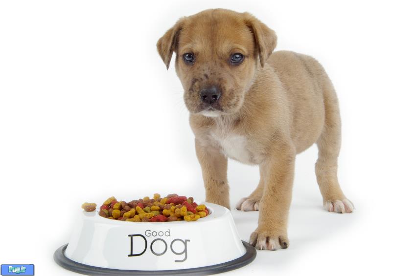 ظرف اب و غذای Super nova 280 ضد مورچه برای سگ و گربه های ظرف اب و غذای Super nova 280 ضد مورچه برای سگ و گربه های