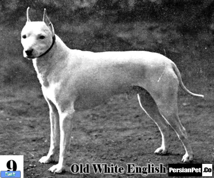 معرفی تیپ های پیت بول تیپ های پیت بول (Pit Bull Type)