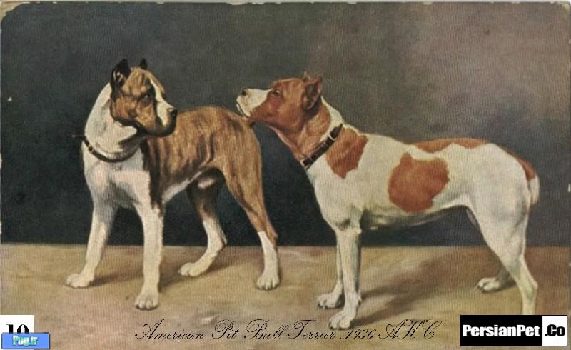 معرفی تیپ های پیت بول تیپ های پیت بول (Pit Bull Type)
