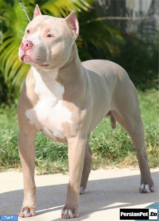 معرفی تیپ های پیت بول تیپ های پیت بول (Pit Bull Type)