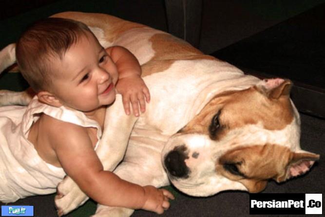 معرفی تیپ های پیت بول تیپ های پیت بول (Pit Bull Type)