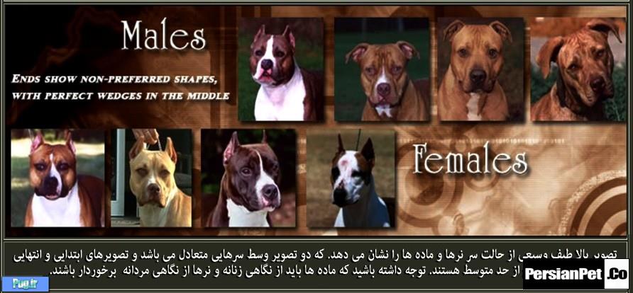 معرفی تیپ های پیت بول تیپ های پیت بول (Pit Bull Type)