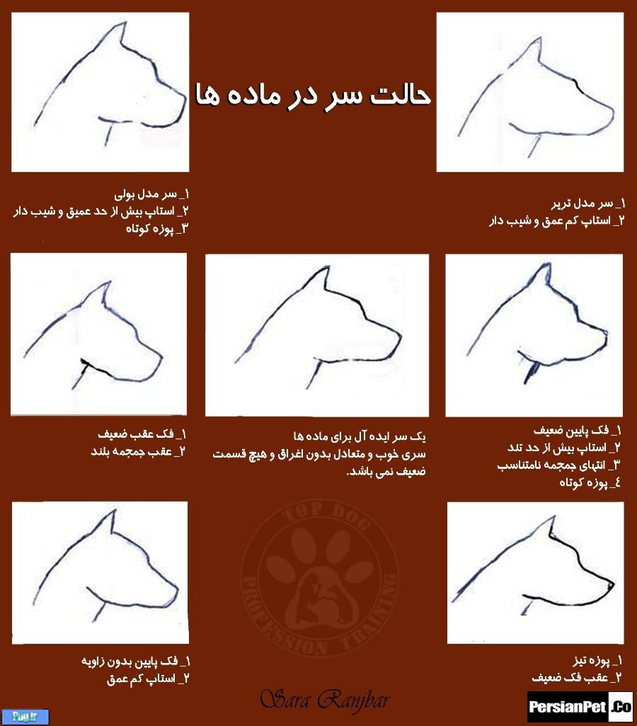 معرفی تیپ های پیت بول تیپ های پیت بول (Pit Bull Type)