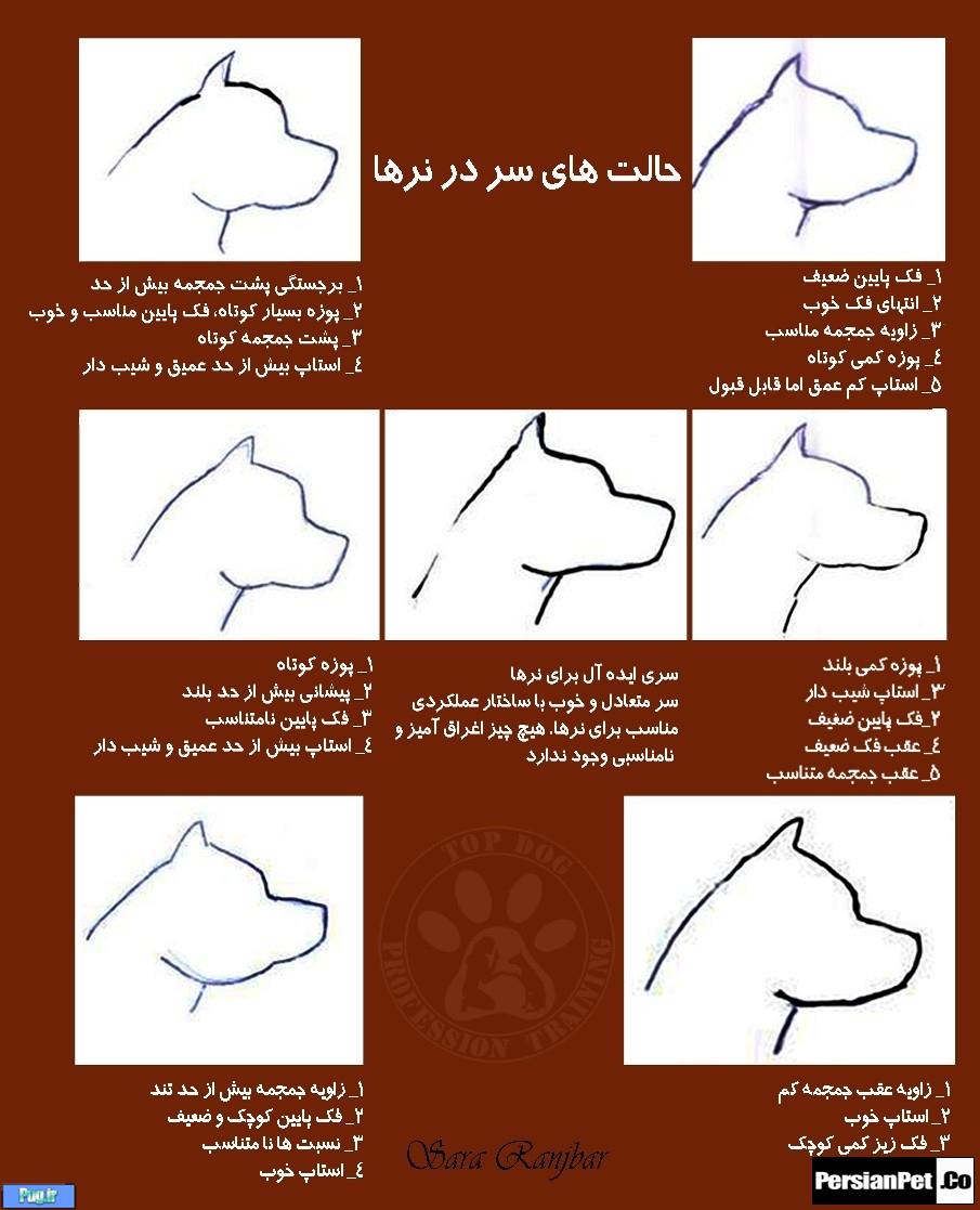 معرفی تیپ های پیت بول تیپ های پیت بول (Pit Bull Type)
