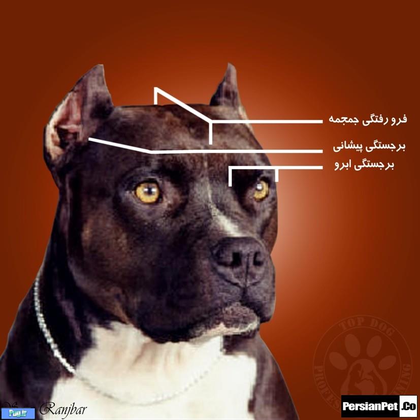 معرفی تیپ های پیت بول تیپ های پیت بول (Pit Bull Type)