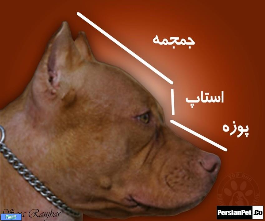 معرفی تیپ های پیت بول تیپ های پیت بول (Pit Bull Type)