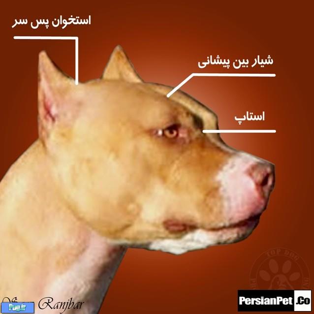 معرفی تیپ های پیت بول تیپ های پیت بول (Pit Bull Type)