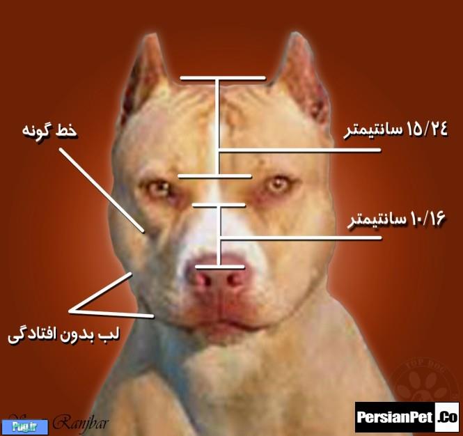 معرفی تیپ های پیت بول تیپ های پیت بول (Pit Bull Type)