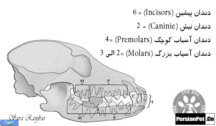 معرفی تیپ های پیت بول تیپ های پیت بول (Pit Bull Type)