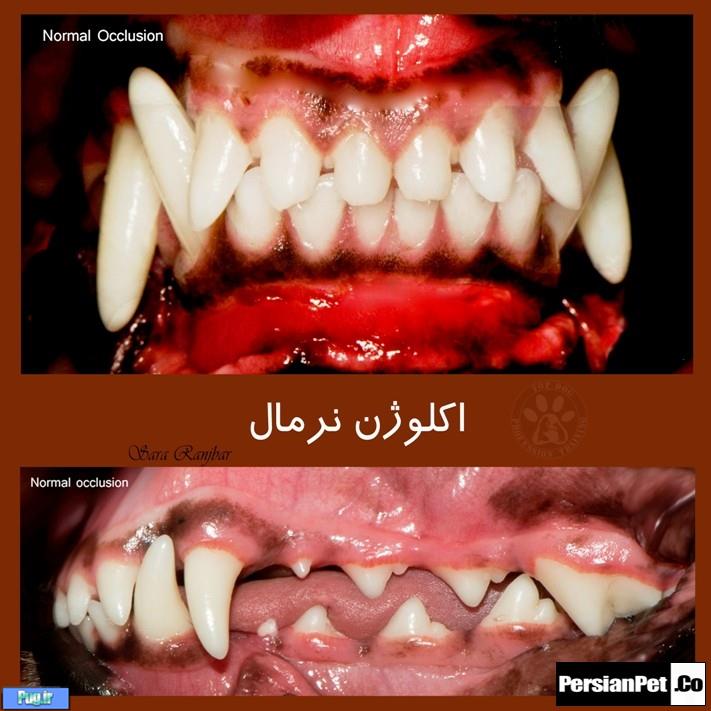 معرفی تیپ های پیت بول تیپ های پیت بول (Pit Bull Type)
