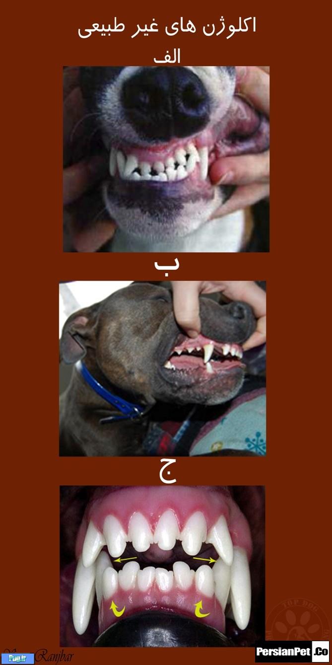 معرفی تیپ های پیت بول تیپ های پیت بول (Pit Bull Type)