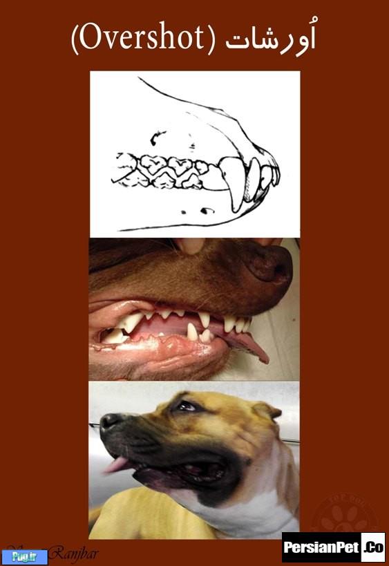 معرفی تیپ های پیت بول تیپ های پیت بول (Pit Bull Type)