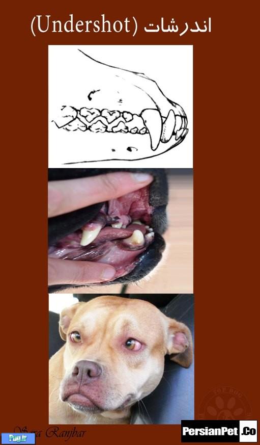 معرفی تیپ های پیت بول تیپ های پیت بول (Pit Bull Type)