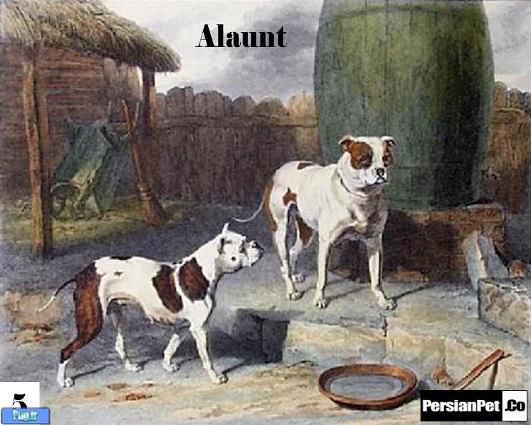 معرفی تیپ های پیت بول تیپ های پیت بول (Pit Bull Type)