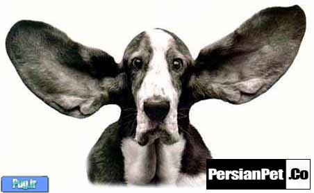 محلول تمیز کننده گوش سگ 