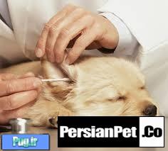 محلول تمیز کننده گوش سگ 