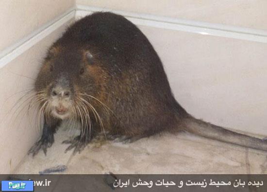 یک پستاندار آمریکایی در خوی یک پستاندار آمریکایی در خوی