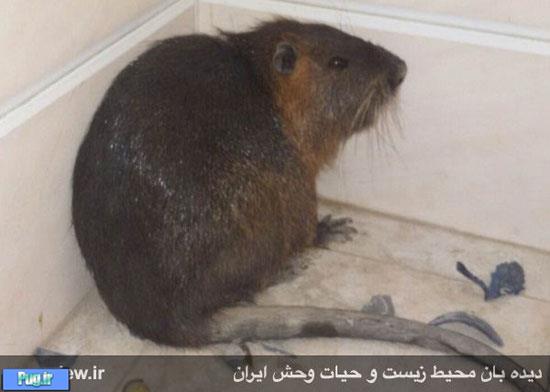 یک پستاندار آمریکایی در خوی