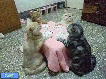 کنسرو های خوشمزه میگلیور ایتالیا مخصوص گربه کنسرو های خوشمزه میگلیور ایتالیا مخصوص گربه