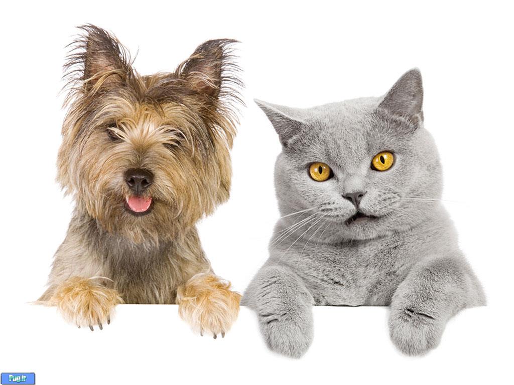 مولتی پک گربه