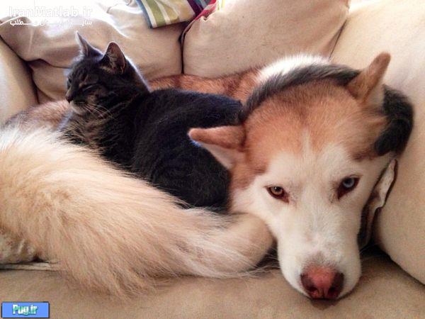 دوستی جالب بین سگ و گربه 