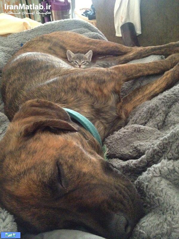 دوستی جالب بین سگ و گربه 