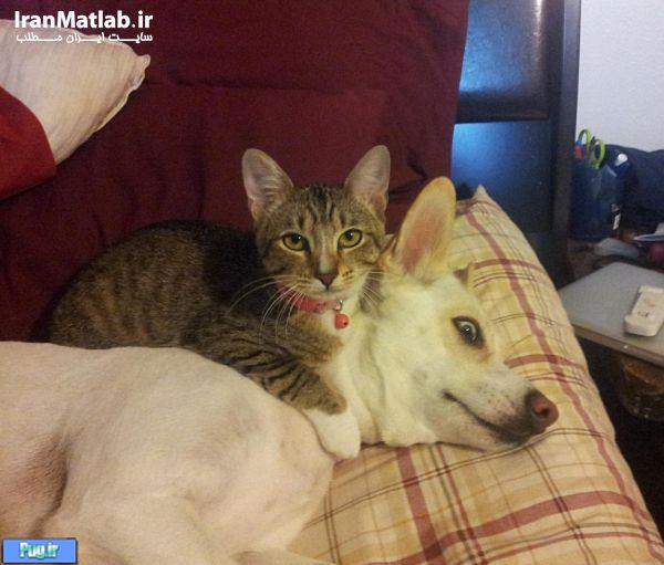 دوستی جالب بین سگ و گربه 