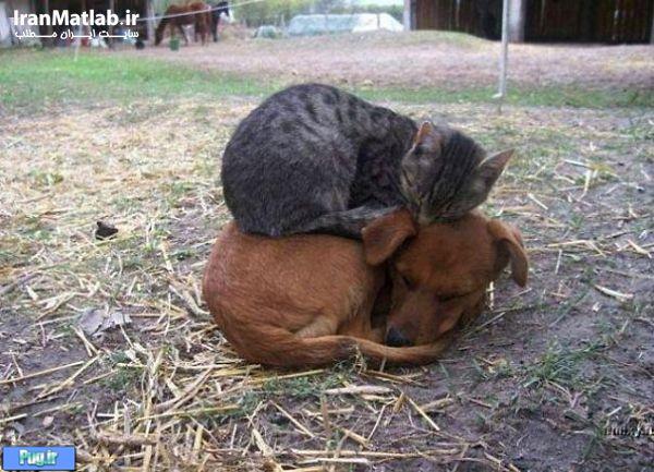دوستی جالب بین سگ و گربه 