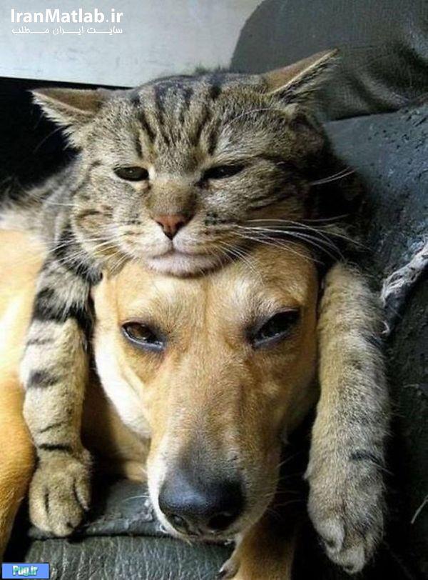 دوستی جالب بین سگ و گربه 