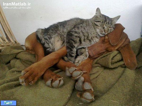 دوستی جالب بین سگ و گربه 