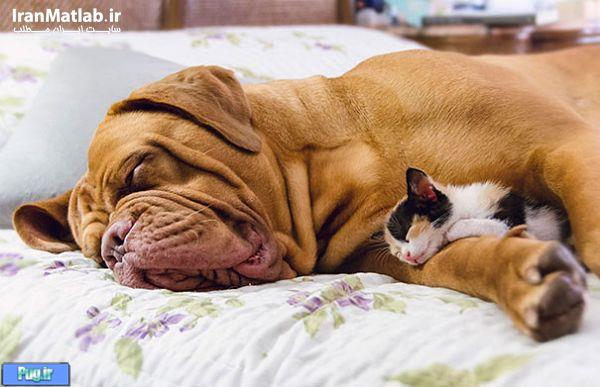 دوستی جالب بین سگ و گربه 